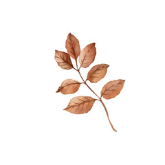 Branch with red autumn leaves hand drawn with watercolor and isolated on white background. Illustration for fall design of cards, invitations, labels