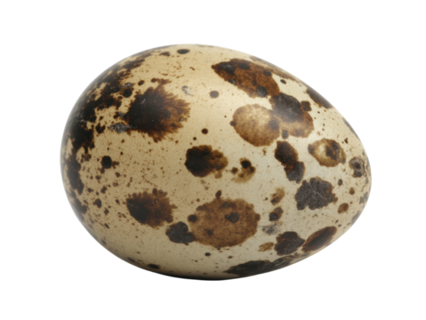 Speckled Quail Egg Isolated on White Background
