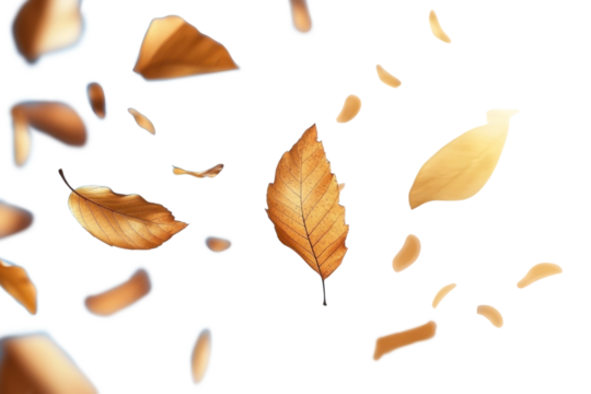 PNG Leaves flying in the sky sunlight leaves leaf.