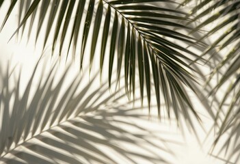 Fototapeta premium Close up Overlapping Palm Shadows and Textures on a Light