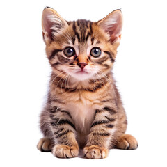 Kitten Isolated on White Background Cutout High Resolution