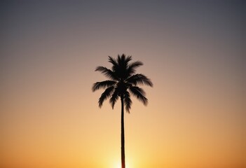 Close up tropical palm tree silhouette against sunset sky
