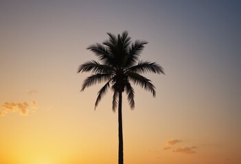 Close up tropical palm tree silhouette against sunset sky
