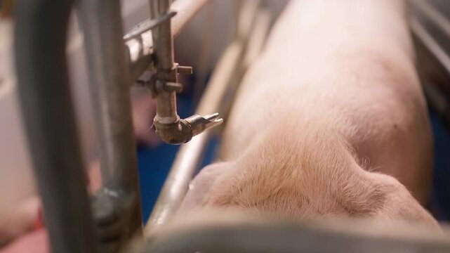 Close-up of a large pig in an indoor farm setting, drinking water from a feeding tube. The clean, controlled environment highlights attentive livestock care and animal health. High quality 4k footage