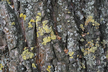 bark of a tree