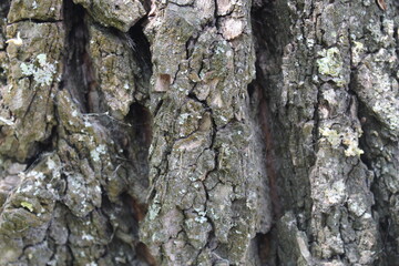 bark of a tree