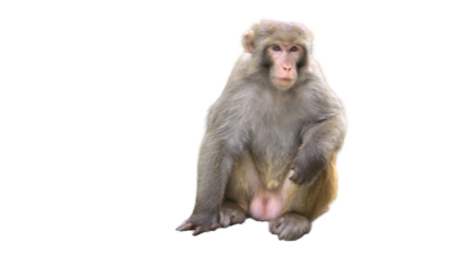 Indochinese Rhesus Macaque (Macaca mulatta) PNG. Primate Species Element for Wildlife, Jungle, and Zoological Designs. Transparent Background.