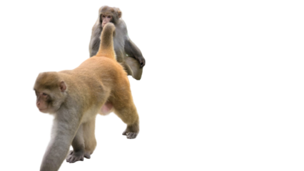 Indochinese Rhesus Macaque (Macaca mulatta) PNG. Primate Species Element for Wildlife, Jungle, and Zoological Designs. Transparent Background.