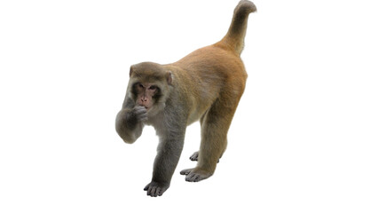 Indochinese Rhesus Macaque (Macaca mulatta) PNG. Primate Species Element for Wildlife, Jungle, and Zoological Designs. Transparent Background.