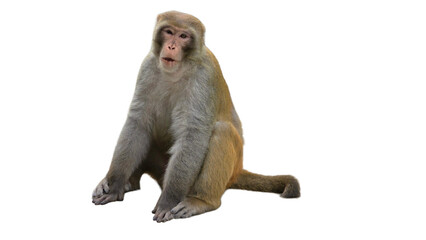 Indochinese Rhesus Macaque (Macaca mulatta) PNG. Primate Species Element for Wildlife, Jungle, and...
