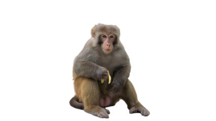 Indochinese Rhesus Macaque (Macaca mulatta) PNG. Primate Species Element for Wildlife, Jungle, and Zoological Designs. Transparent Background.