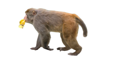 Indochinese Rhesus Macaque (Macaca mulatta) PNG. Primate Species Element for Wildlife, Jungle, and Zoological Designs. Transparent Background.