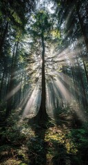Obraz premium Sunlight streams through a dense forest canopy, illuminating a central tree
