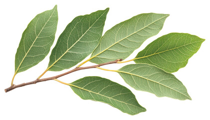 Obraz premium PNG Bay leaves leaf bay illustration.