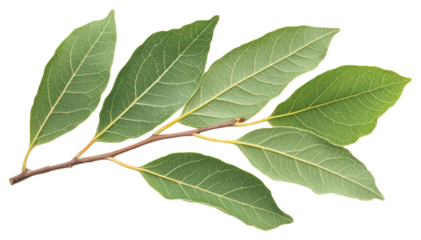 PNG Bay leaves leaf bay illustration.