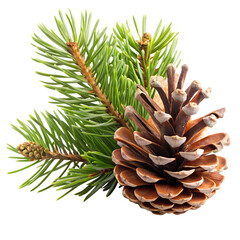 Pinecone Branch Isolated on White Background Cutout