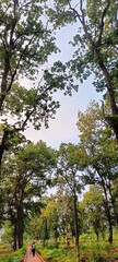 view of forest
