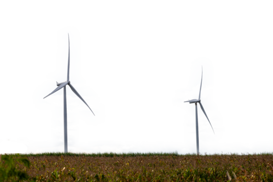 Wind Turbines in a corn field on a white background.