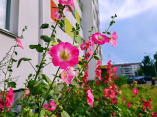 Beautiful pink flowers grow near a residential apartment building in the summer. Pink flowers, building