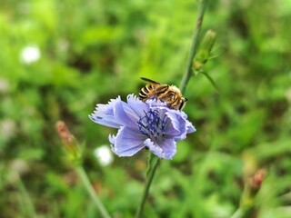 Selective focus of purple flower with green leaves, Bee purple flower, Natural background