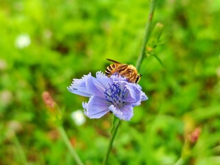 Selective focus of purple flower with green leaves, Bee flower, Natural background