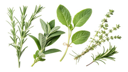 Fresh Mediterranean herbs isolated over a transparent background PNG. AI GENERATED.
