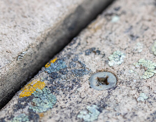 lichen and a screw