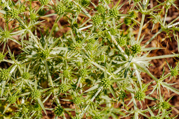 Wild green plant with sharp leaves and budding flowers in a natural setting