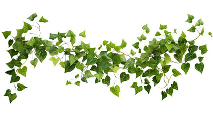 Detailed ivy plant with trailing veins and vibrant green leaves isolated on white background

