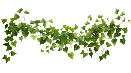Detailed ivy plant with trailing veins and vibrant green leaves isolated on white background

