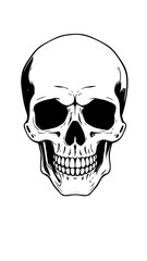 Skull isolated on white background