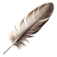 quill feather isolated on white background  cutout.png
