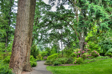 Hendricks Park Native Garden Wooded Pathway in Eugene Oregon