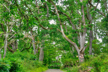 Hendricks Park Native Garden Wooded Pathway in Eugene Oregon