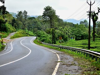 Lush green tea plantation route in Munnar, Kerala, during the monsoon season, with fresh tea leaves, misty hills, and tall trees in a serene, rain-kissed landscape.
