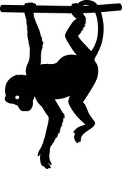 Silhouette monkey swinging on branch
