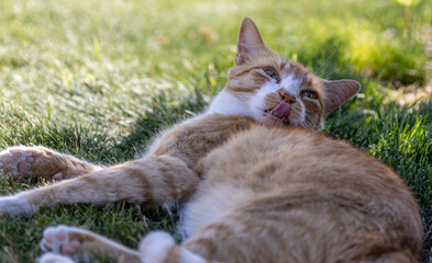 tabby cat sleeping in the grass
