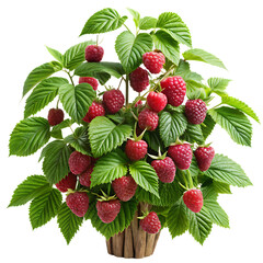 raspberry bush isolated on white background  cutou.png