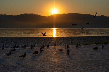 Pigeons walk along the embankment at dawn