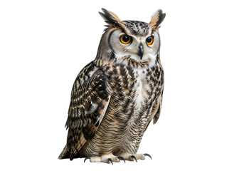 Fototapeta premium Detailed close-up of an owl against a black background.