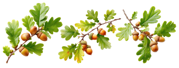 Oak branch with green leaves and acorns on transparent background, symbol of nature and autumn