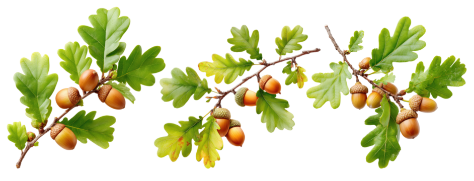 Oak branch with green leaves and acorns on transparent background, symbol of nature and autumn