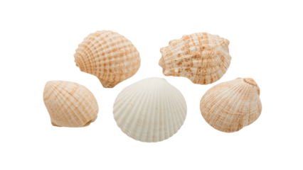 Collection of beautiful seashells on a transparent background perfect for coastal designs, vacation themes and travel projects