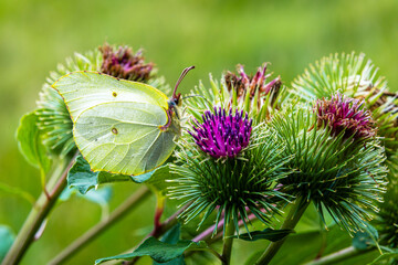  Motyl ssawką pije nektar kwiatowy. © Janusz Lipiński