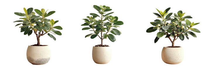 Three healthy green leafy potted plants with wooden planters isolated on transparent background