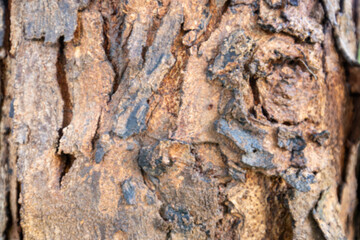 Detailed macro closeup of natural old tree bark texture with rough, abstract brown wood pattern