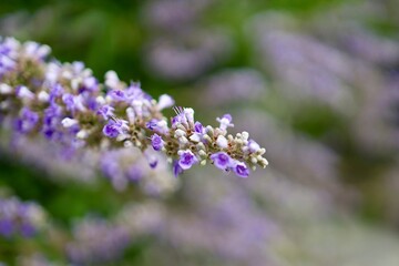 Obraz premium Flowers in the Park
