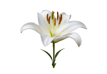 Fototapeta premium Close-up of a single white lily against a black background.