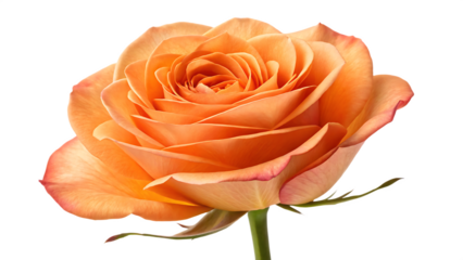 Closeup of one orange rose fresh blossom. Beauty flower isolated on white background. PNG. AI GENERATED.
