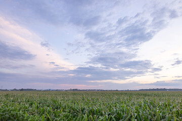 pole kukurydzy na tle zachodu słońca